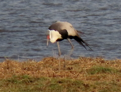 Bugeranus carunculatus