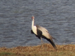 Bugeranus carunculatus