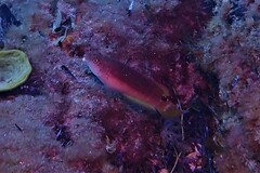 Austrolabrus maculatus