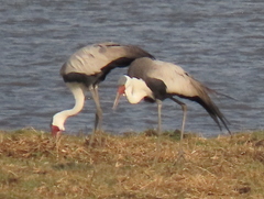 Bugeranus carunculatus