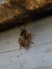 Nomada fucata