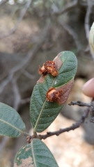 Quercus microphylla