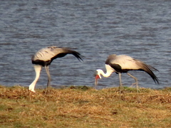 Bugeranus carunculatus