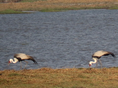 Bugeranus carunculatus