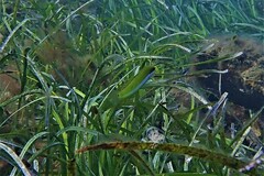 Halichoeres brownfieldi