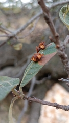 Quercus microphylla