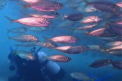 Trachurus novaezelandiae