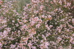 Chamelaucium micranthum