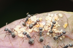 Dolichoderus thoracicus