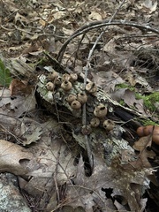 Lycoperdaceae