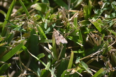 Nomophilini