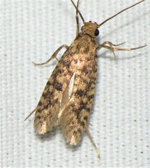 Cephitinea obscurostrigella