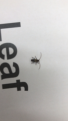 Pogonocherus hispidus