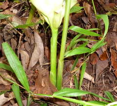 Curcuma