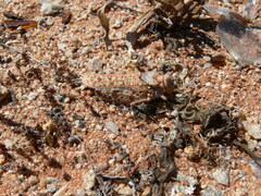 Brachyphymus vylderi