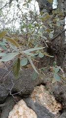 Quercus castanea