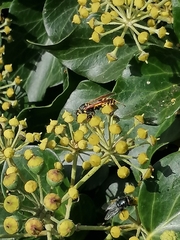 Polistes