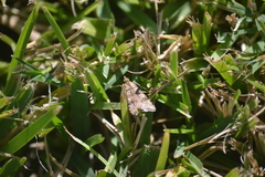 Nomophilini