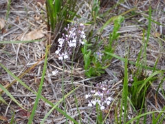 Stylidium