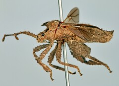 Acanthocorini