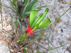 Anigozanthos manglesii