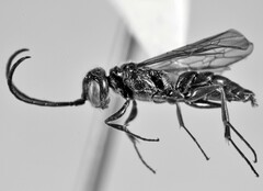 Dolichurus