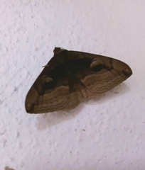 Spirama retorta