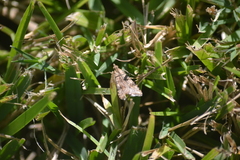 Nomophilini