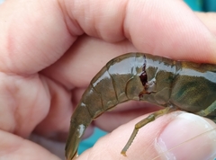 Macrobrachium asperulum