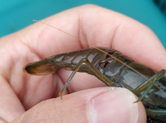 Macrobrachium asperulum