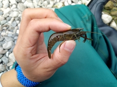 Macrobrachium asperulum