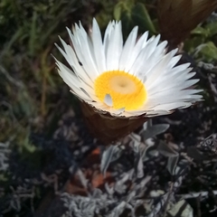 Helichrysum retortum