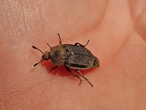 Northern Carrion Beetle
