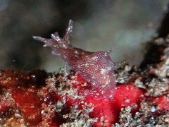 Stylocheilus striatus