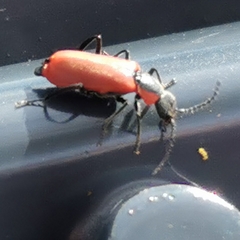 Anthocomus rufus