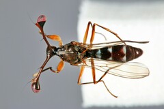 Diasemopsis