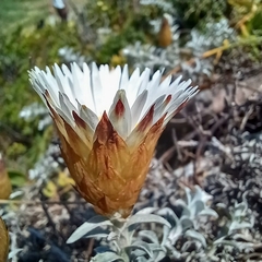 Helichrysum retortum