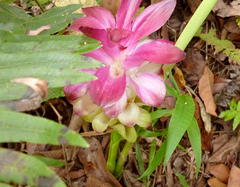 Curcuma
