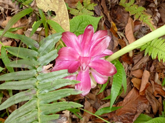 Curcuma