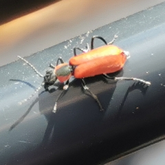 Anthocomus rufus