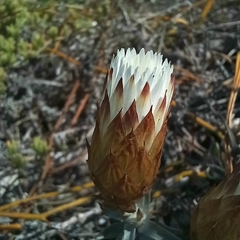 Helichrysum retortum
