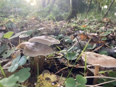 Gymnopus brassicolens