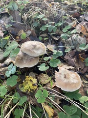 Gymnopus brassicolens