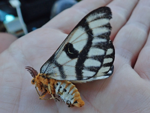 Sagebrush Sheep Moth