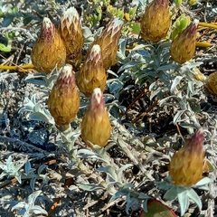 Helichrysum retortum