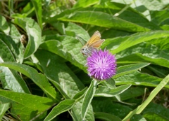 Thymelicus sylvestris