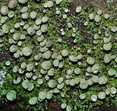 Cladonia humilis