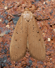 Lamoria idiolepida