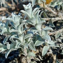 Helichrysum retortum