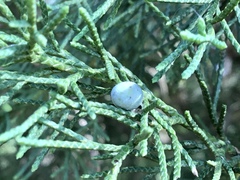 Walshomyia juniperina